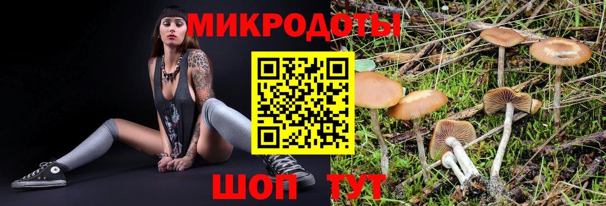 Галлюциногенные грибы Psilocybine cubensis Химки
